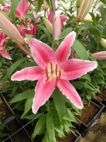 [5378 Ravenna VZ No02.JPG]